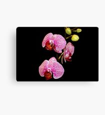My First Orchids Canvas Print