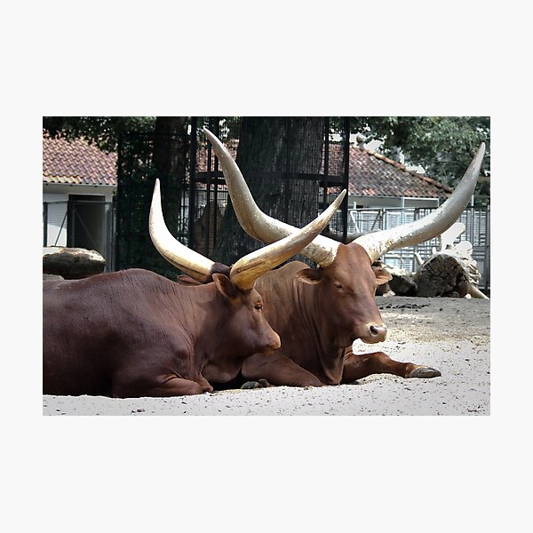 Long horned Ankole-Watusi cattle Photographic Print