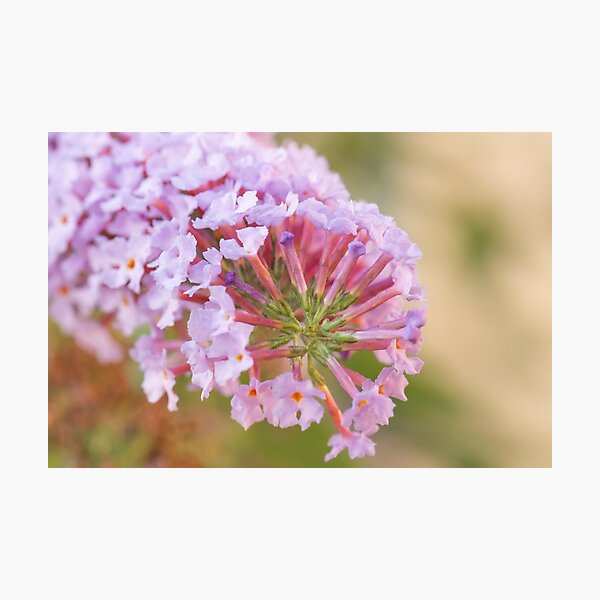 Item preview, Buddleia designed and sold by Allport Photography.