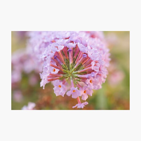Item preview, Buddleia designed and sold by Allport Photography.