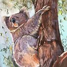 'Koala'  by Lynda Robinson