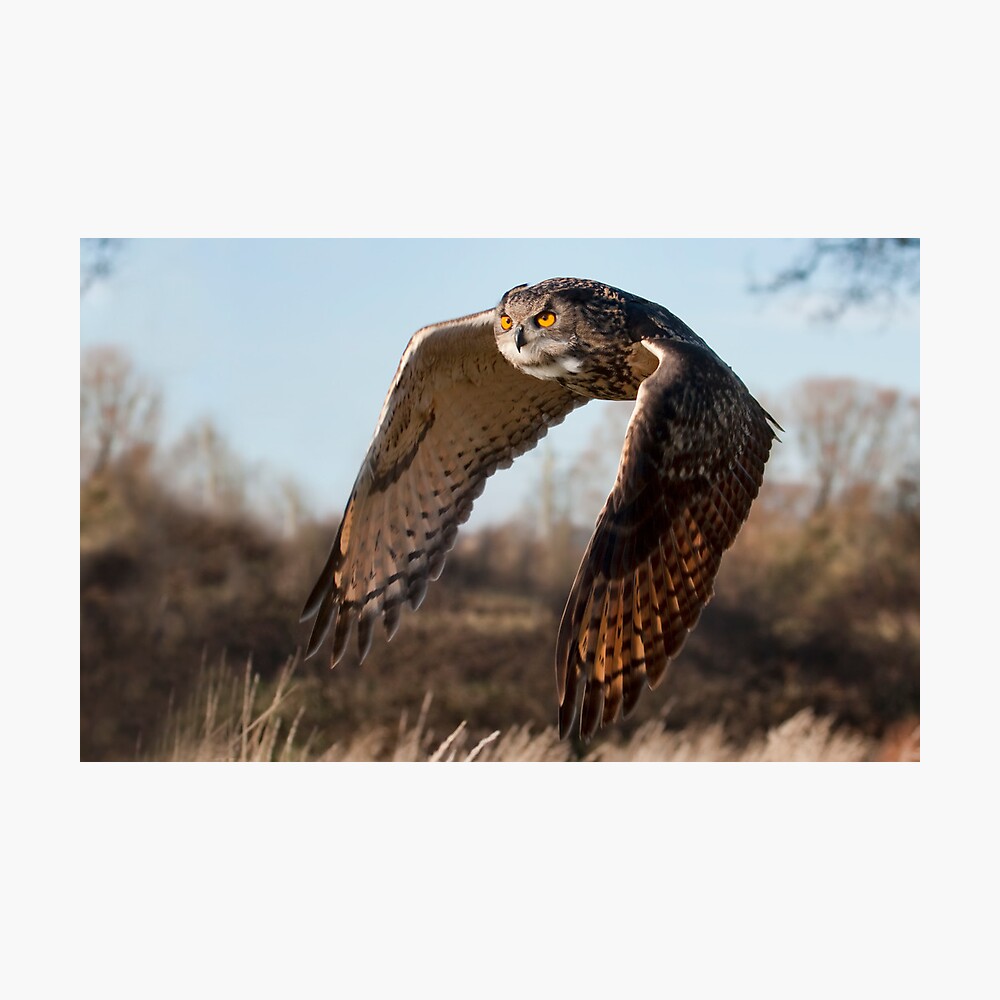 Flight of the Eagle Owl Photographic Print