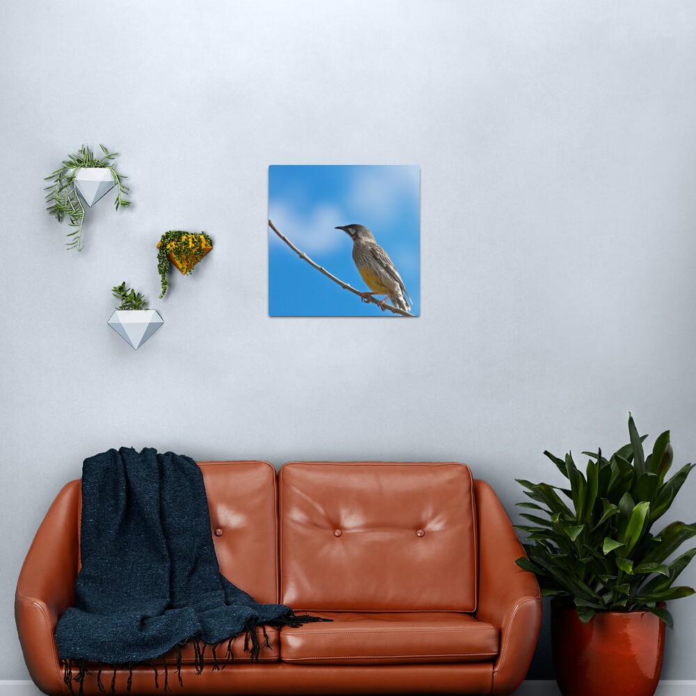 Red Wattlebird Metal Print