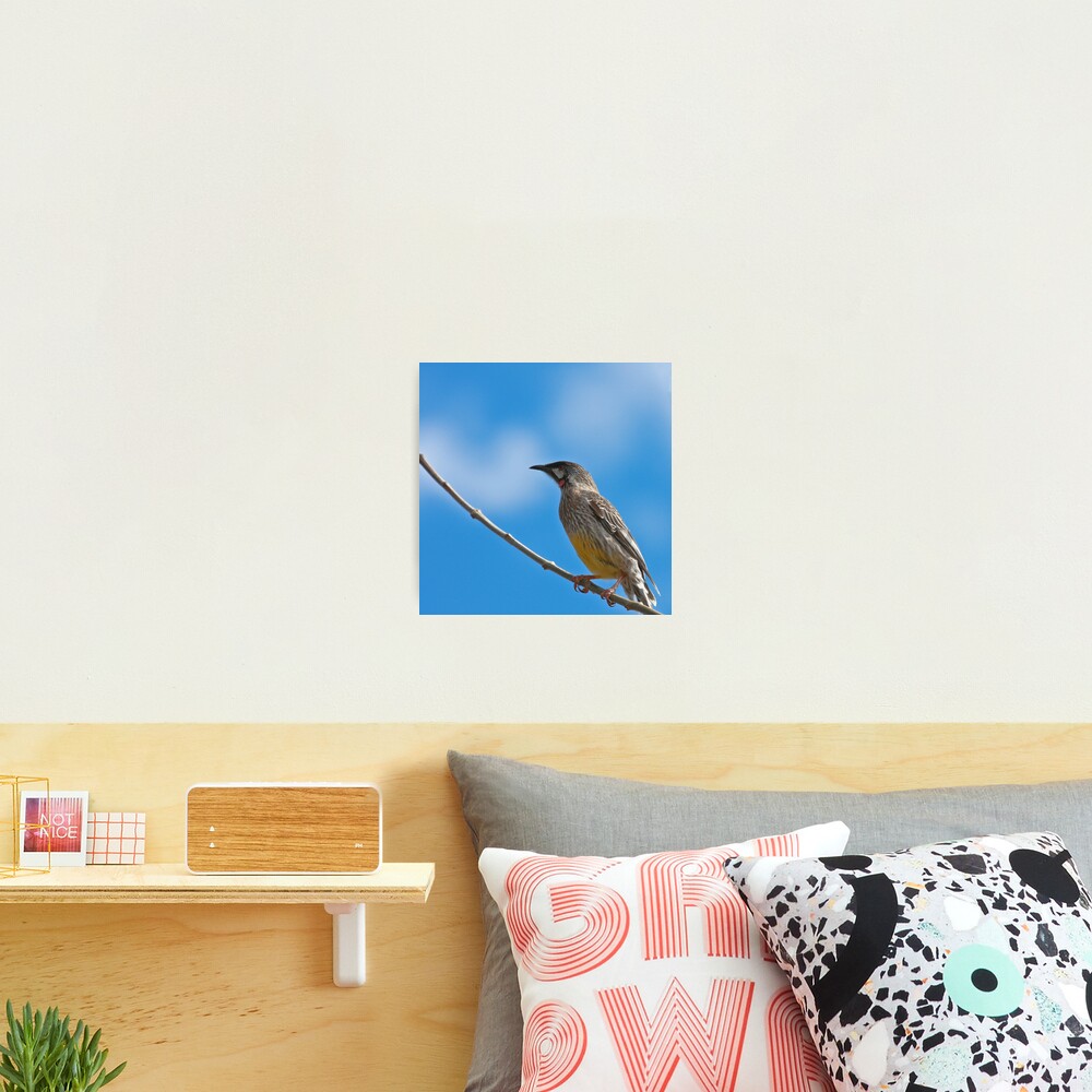 Red Wattlebird Photographic Print