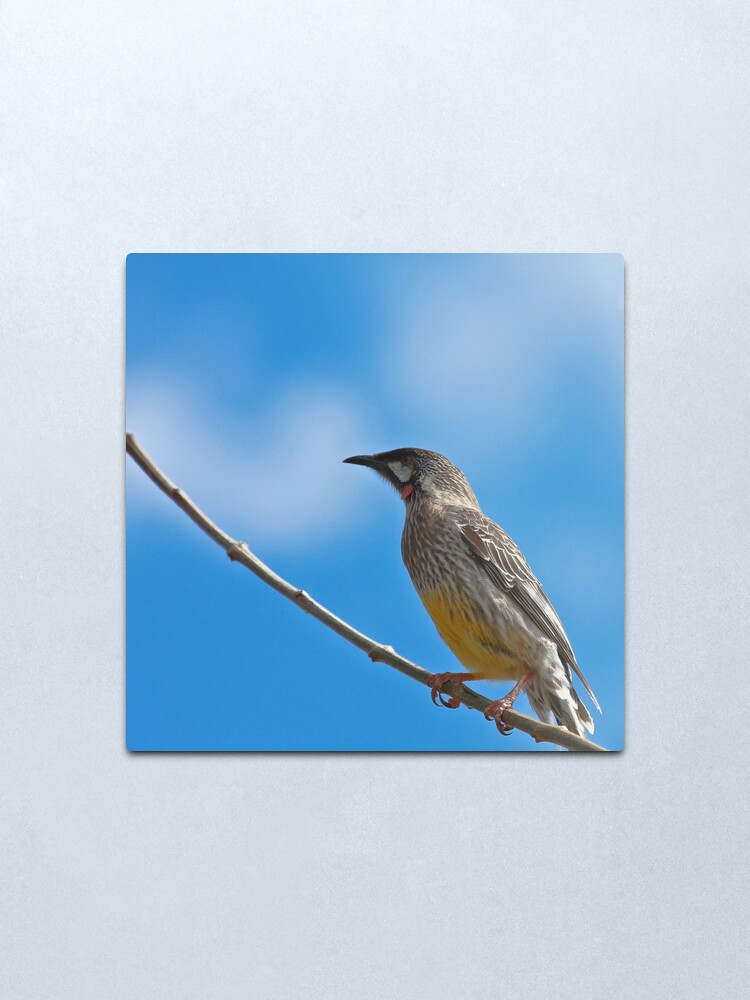 Alternate view of Red Wattlebird Metal Print