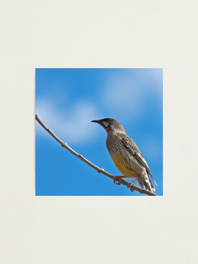 Alternate view of Red Wattlebird Photographic Print