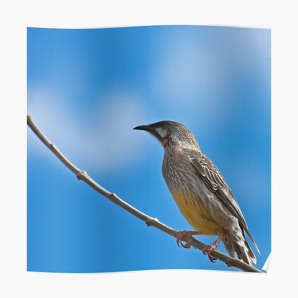 Red Wattlebird Poster