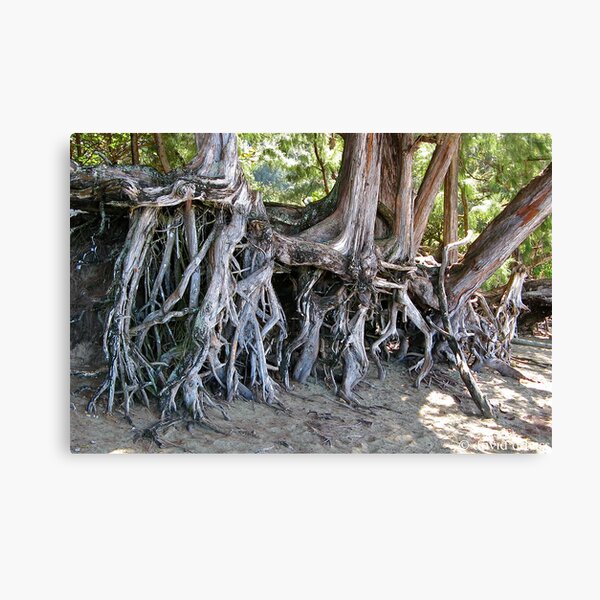 The Root of It Canvas Print