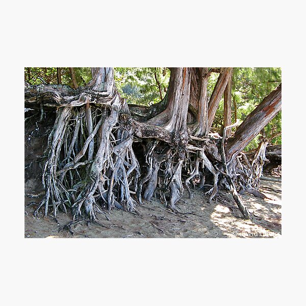 The Root of It Photographic Print