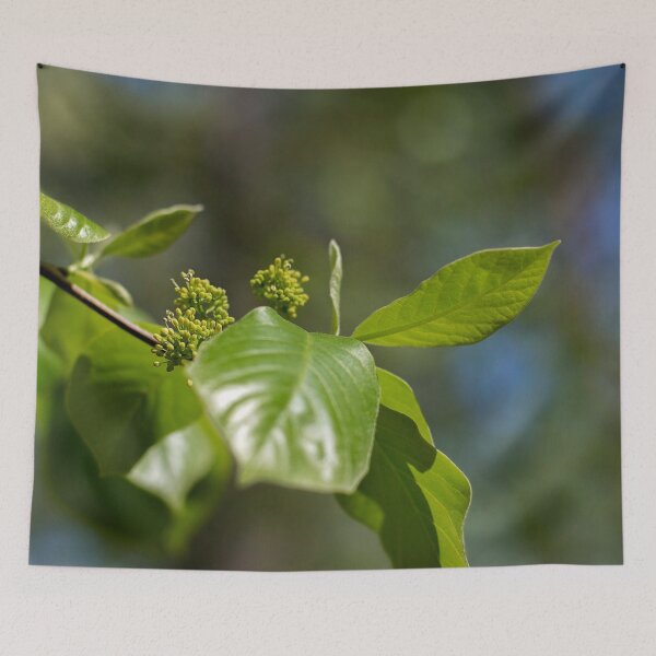 Item preview, Leaf and spray in tree designed and sold by MixinMadness.