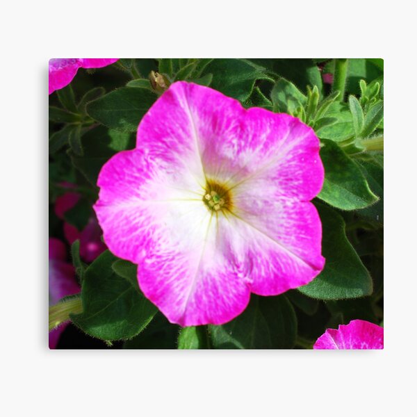 Pink and White Flower Canvas Print