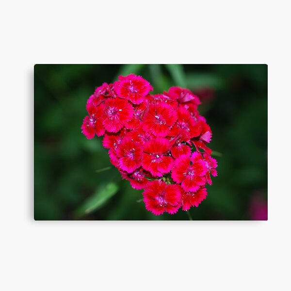 Sweet William 0003 Canvas Print