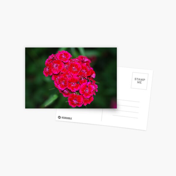 Sweet William 0003 Postcard