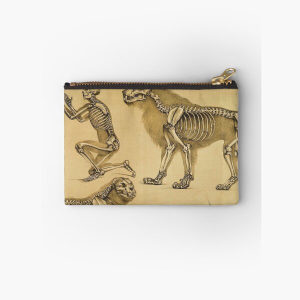 Item preview, The skeletons of man and big cat compared designed and sold by Vintage Designs +.