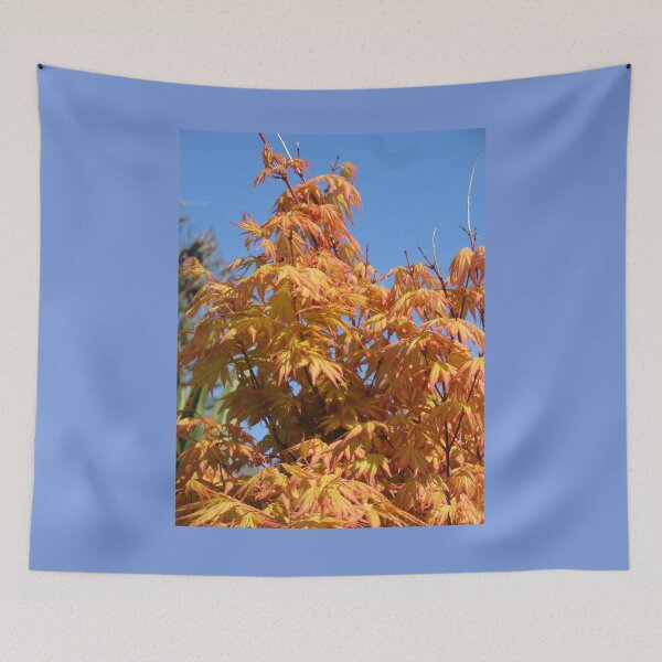 Item preview, Golden Acer (Acer palmatum) designed and sold by lezvee.