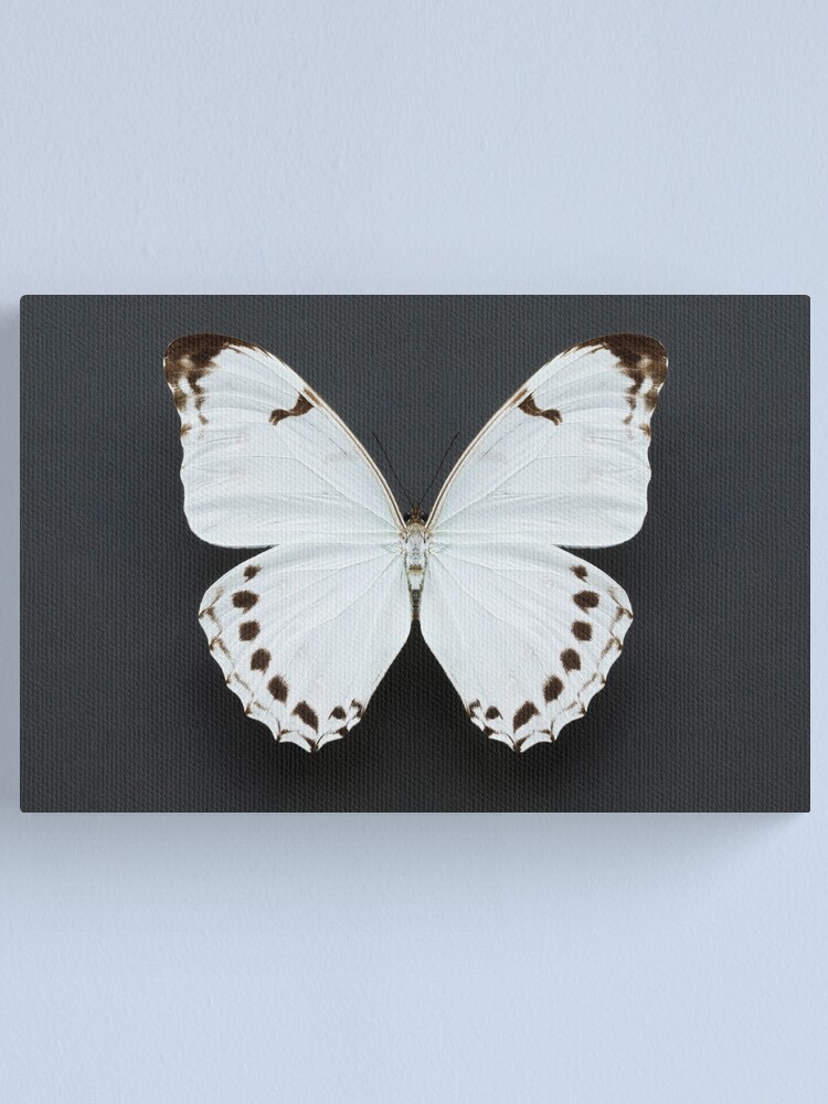 White Morpho Butterfly Canvas Print for Sale by Alyson Fennell