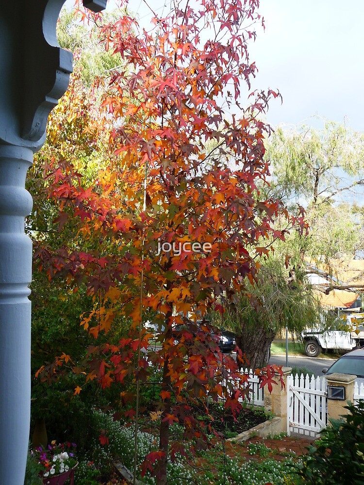 "Beautiful Liquid Amber Tree" by joycee Redbubble