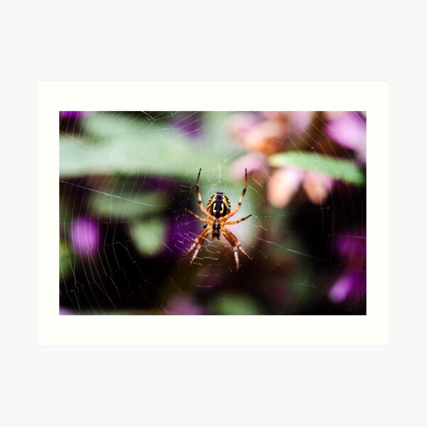 spider web Art Print