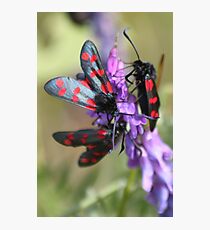The Six-spot Burnet Photographic Print