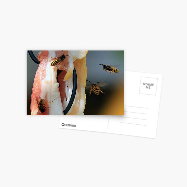 Flying Wasp 0002 Postcard