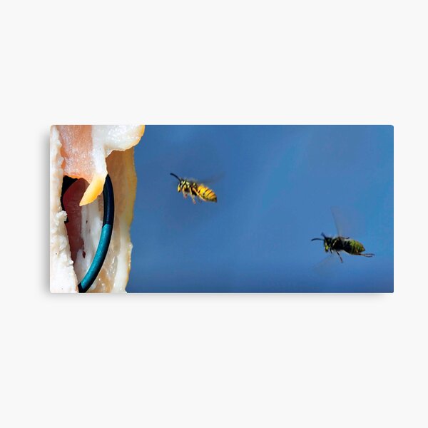 Flying Wasp 0009 Canvas Print