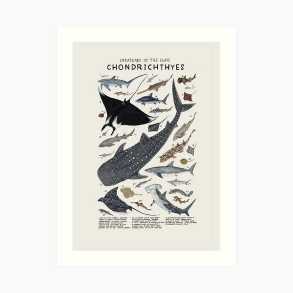 Creatures of the class Chondrichthyes Art Print