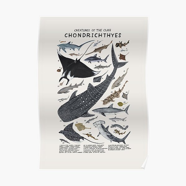 Creatures of the class Chondrichthyes Poster