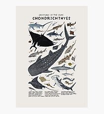 Creatures of the class Chondrichthyes Photographic Print