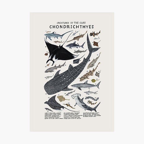 Creatures of the class Chondrichthyes Photographic Print
