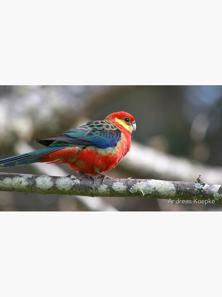 Western Rosella by mistered