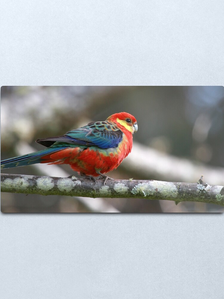 Alternate view of Western Rosella Metal Print