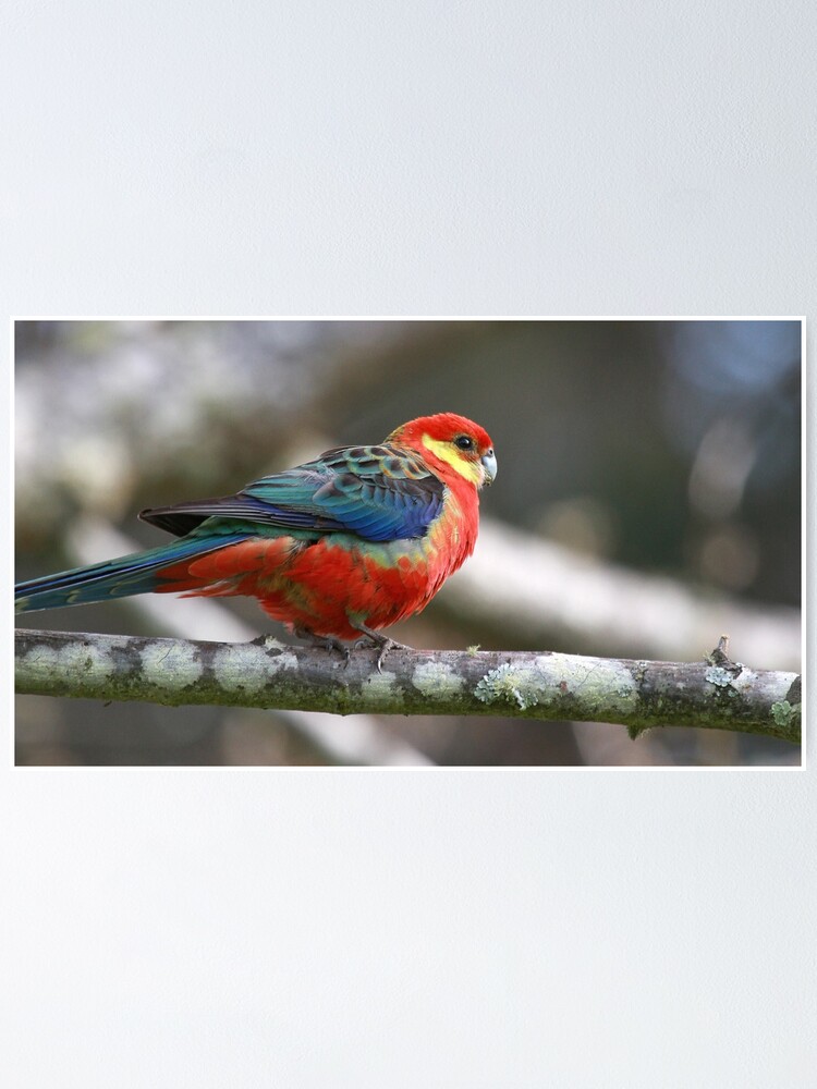 Alternate view of Western Rosella Poster