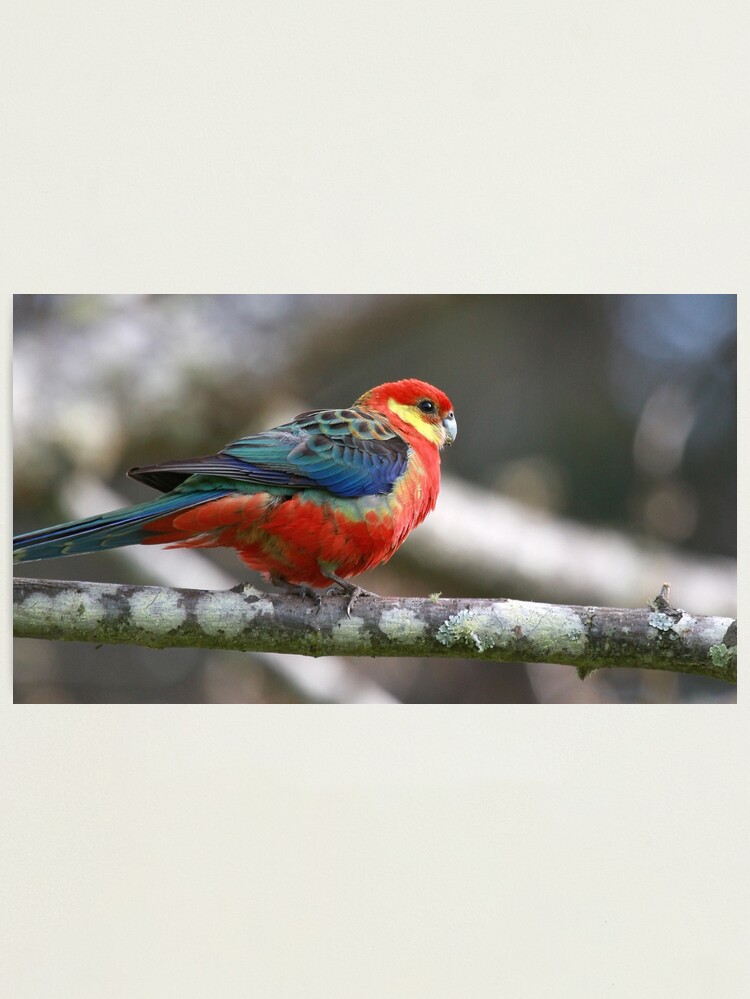 Alternate view of Western Rosella Photographic Print