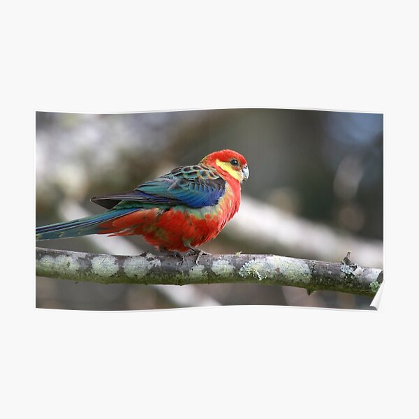 Western Rosella Poster