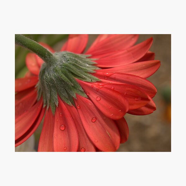 Petal 2 Photographic Print