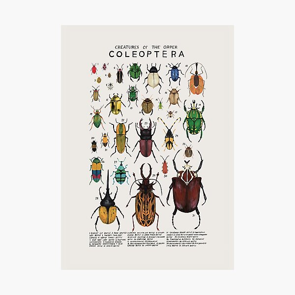 Creatures of the order coleopetera Photographic Print