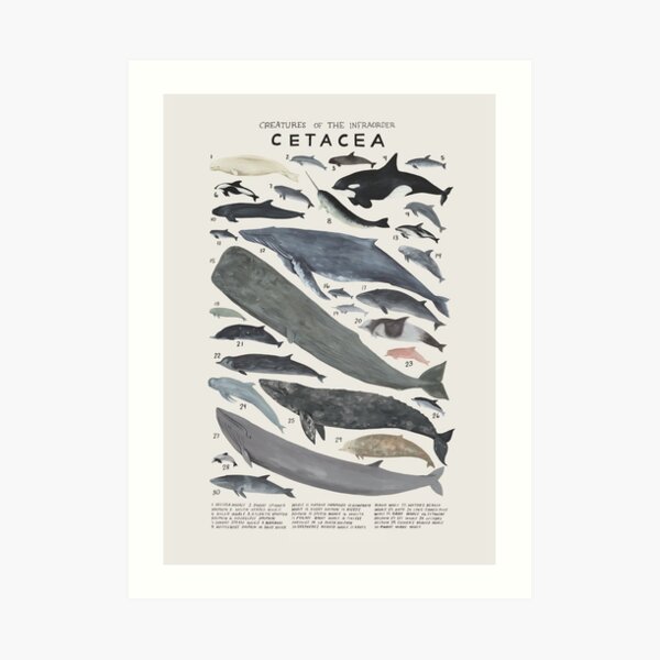 Creatures of the infraorder Cetacea Art Print