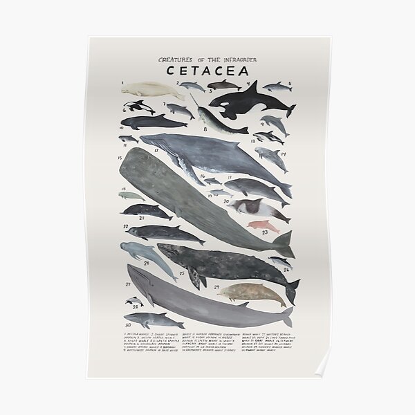 Creatures of the infraorder Cetacea Poster
