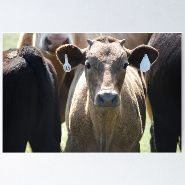 Inquisitive Cow Poster