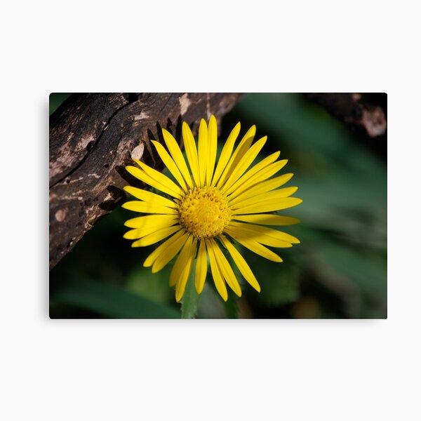 Yellow Compass Wildflower Canvas Print