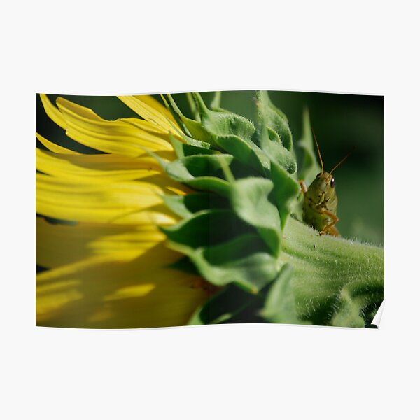 Grasshopper on Sunflower Poster