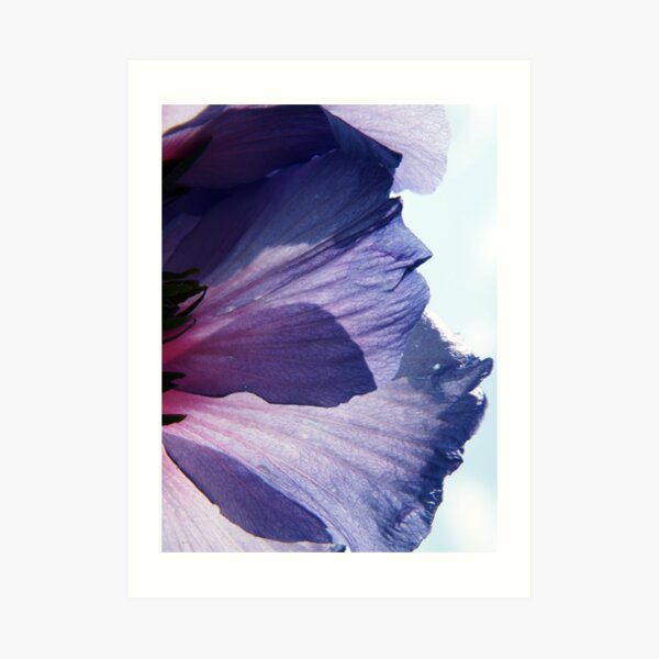 Hibiscus Dreams Art Print