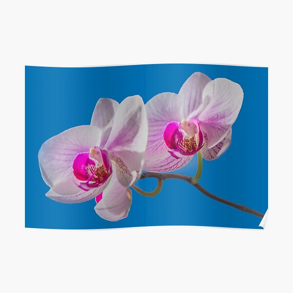 Orchid Poster