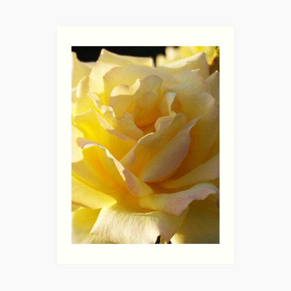 Soft Sunny Petals Art Print