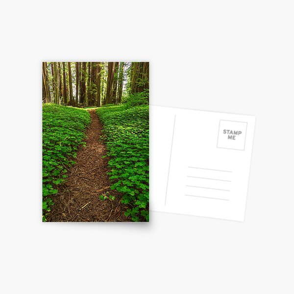 Item preview, Redwood Forest Path designed and sold by JeffreySchwartz.