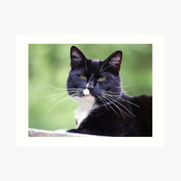 Cat with Attitude, XD lol Art Print