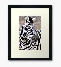 Adult Plains Zebra Framed Print
