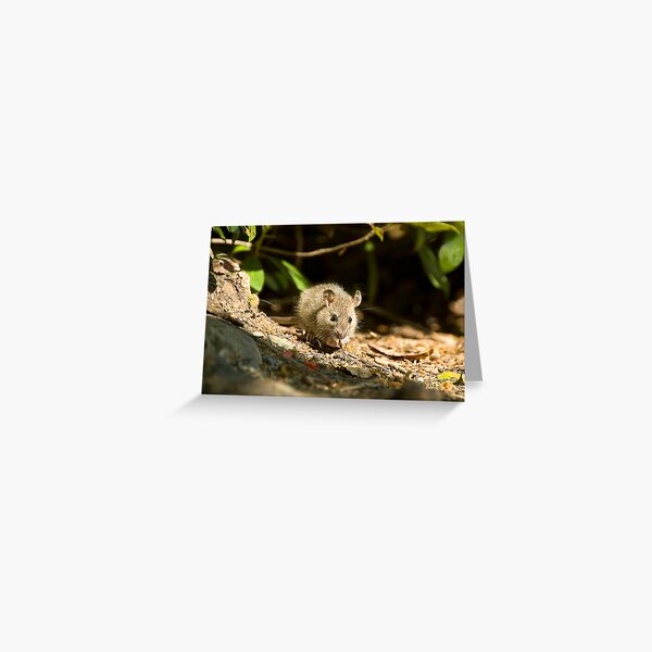 wood mouse Greeting Card