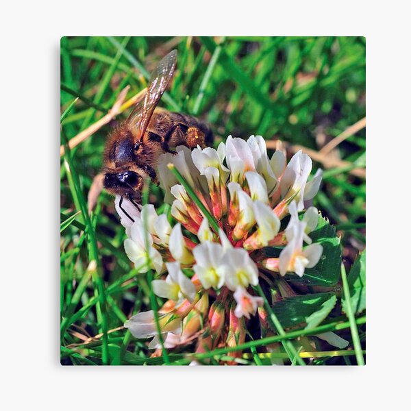 Bee On Flower 0027 Canvas Print