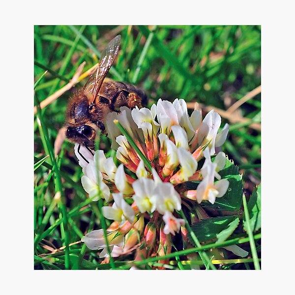 Bee On Flower 0027 Photographic Print
